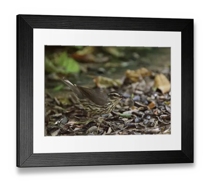 Framed Print : Louisiana Waterthrush (Seiurus motacilla) adult, standing on dry watercourse, Cayo Coco, Jardines del Rey