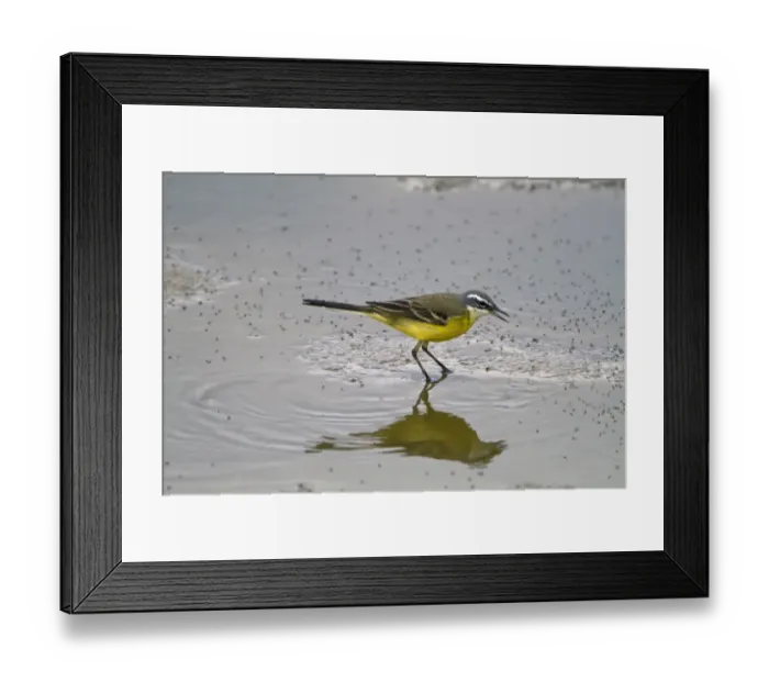 Framed Print : Spanish Wagtail (Motacilla flava iberiae) adult male, feeding on flies in shallow water, Extremadura, Spain, April Framed Print : Spanish Wagtail (Motacilla flava iberiae) adult male, feeding on flies in shallow water, Extremadura, Spain, April