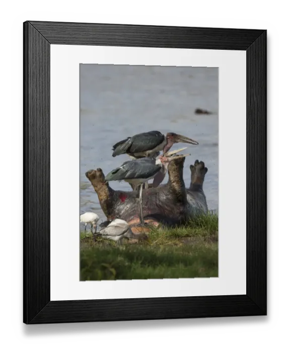 Framed Print : Marabou Stork (Leptoptilos crumeniferus) two adults, feeding on dead Hippopotamus (Hippopotamus amphibius) Framed Print : Marabou Stork (Leptoptilos crumeniferus) two adults, feeding on dead Hippopotamus (Hippopotamus amphibius)