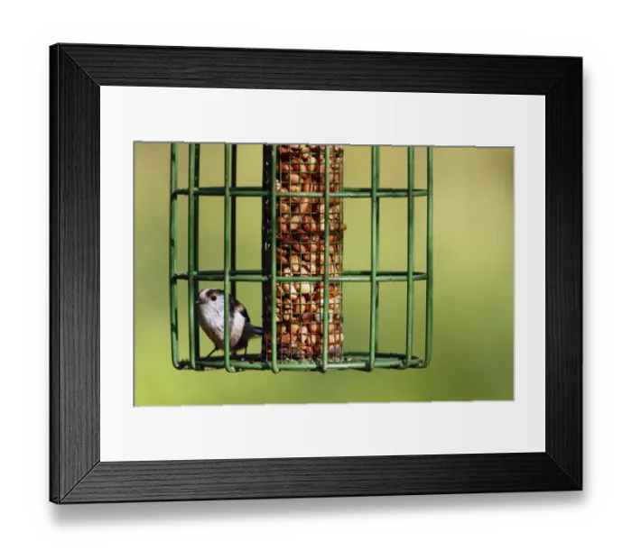 Framed Print : Long-tailed Tit (Aegithalos caudatus) adult, perched on squirrel-proof birdfeeder with peanuts Framed Print : Long-tailed Tit (Aegithalos caudatus) adult, perched on squirrel-proof birdfeeder with peanuts