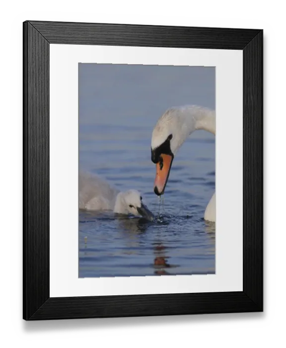 Framed Print : Mute Swan (Cygnus olor) adult female and cygnet, dabbling, feeding at surface of water, West Yorkshire, England, July Framed Print : Mute Swan (Cygnus olor) adult female and cygnet, dabbling, feeding at surface of water, West Yorkshire, England, July