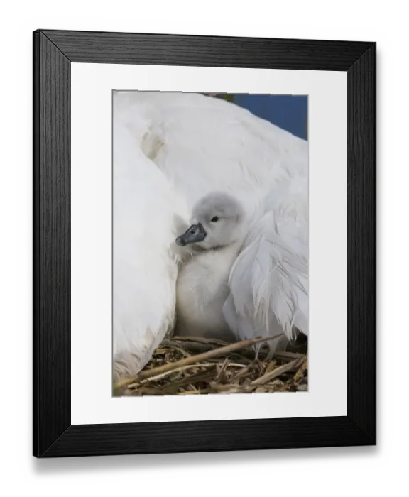 Framed Print : Mute Swan (Cygnus olor) cygnet, sheltering under adult female at nest, Suffolk, England, May Framed Print : Mute Swan (Cygnus olor) cygnet, sheltering under adult female at nest, Suffolk, England, May