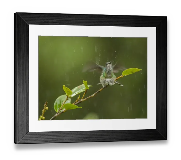 Framed Print : Green-crowned Brilliant (Heliodoxa jacula) adult female, bathing in rain shower, perched on twig, Costa Rica, March Framed Print : Green-crowned Brilliant (Heliodoxa jacula) adult female, bathing in rain shower, perched on twig, Costa Rica, March