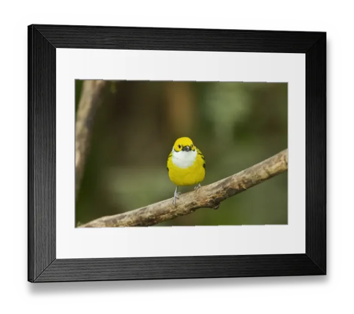 Framed Print : Silver-throated Tanager (Tangara icterocephala) adult, perched on branch in montane rainforest, Andes, Ecuador Framed Print : Silver-throated Tanager (Tangara icterocephala) adult, perched on branch in montane rainforest, Andes, Ecuador