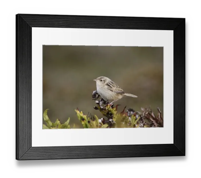 Framed Print : Grass Wren (Cistothorus platensis falklandicus) adult, perched on bush, Gypsy Cove, Stanley, Falkland Islands, February Framed Print : Grass Wren (Cistothorus platensis falklandicus) adult, perched on bush, Gypsy Cove, Stanley, Falkland Islands, February