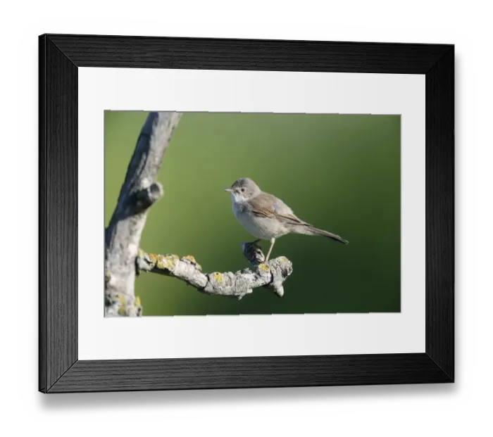 Framed Print : Common Whitethroat (Sylvia communis) adult, perched on twig, Bulgaria, May Framed Print : Common Whitethroat (Sylvia communis) adult, perched on twig, Bulgaria, May