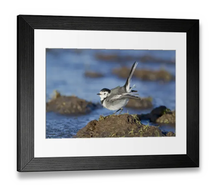 Framed Print : Pied Wagtail (Motacilla alba yarrellii) adult female, in submissive posture towards male, Suffolk, England, December