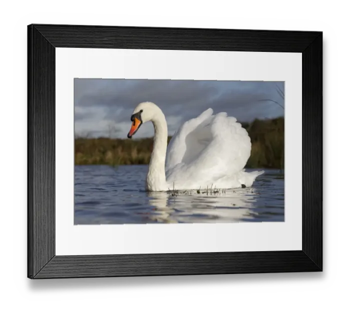 Framed Print : Mute Swan (Cygnus olor) adult, swimming with wings raised in aggressive posture, Warwickshire, England, November Framed Print : Mute Swan (Cygnus olor) adult, swimming with wings raised in aggressive posture, Warwickshire, England, November