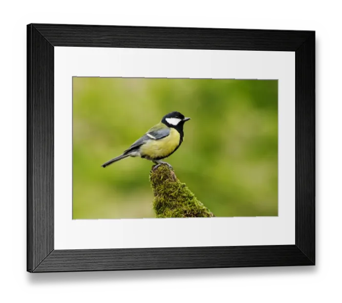 Framed Print : Great Tit (Parus major) adult, perched on moss covered stump, Gilfach Farm Nature Reserve, near Rhayader, Powys, Wales Framed Print : Great Tit (Parus major) adult, perched on moss covered stump, Gilfach Farm Nature Reserve, near Rhayader, Powys, Wales