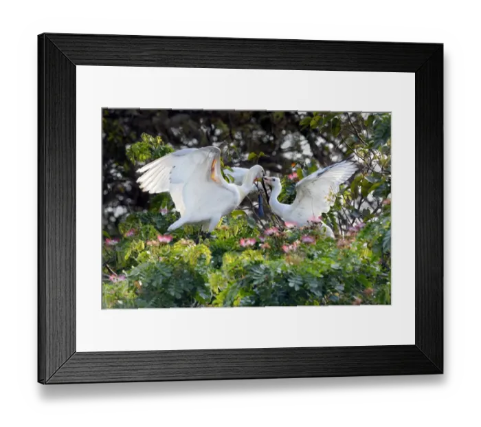 Framed Print : Eurasian Spoonbill (Platalea leucorodia) adult, breeding plumage, feeding young, standing at nest in tree