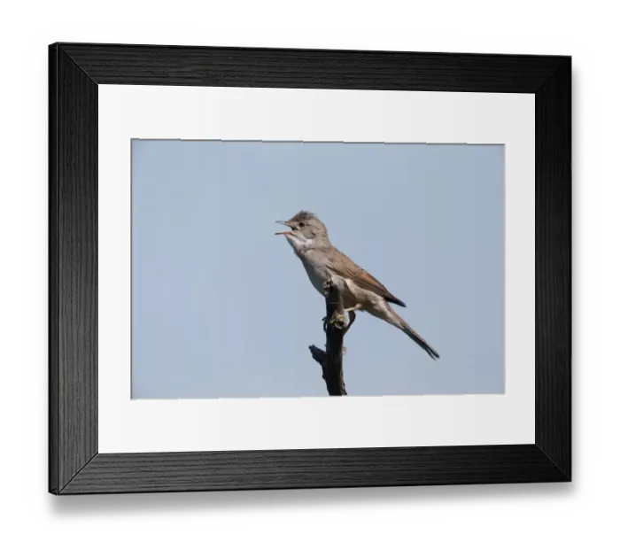 Framed Print : Common Whitethroat (Sylvia communis) adult, singing, perched on twig, Bulgaria, May Framed Print : Common Whitethroat (Sylvia communis) adult, singing, perched on twig, Bulgaria, May