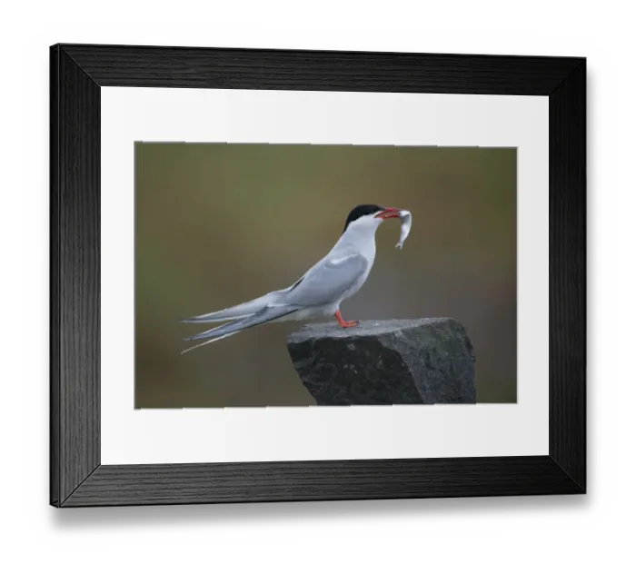 Framed Print : Arctic Tern (Sterna paradisea) adult, breeding plumage, with fish in beak, standing on stone wall, Isle of May Framed Print : Arctic Tern (Sterna paradisea) adult, breeding plumage, with fish in beak, standing on stone wall, Isle of May