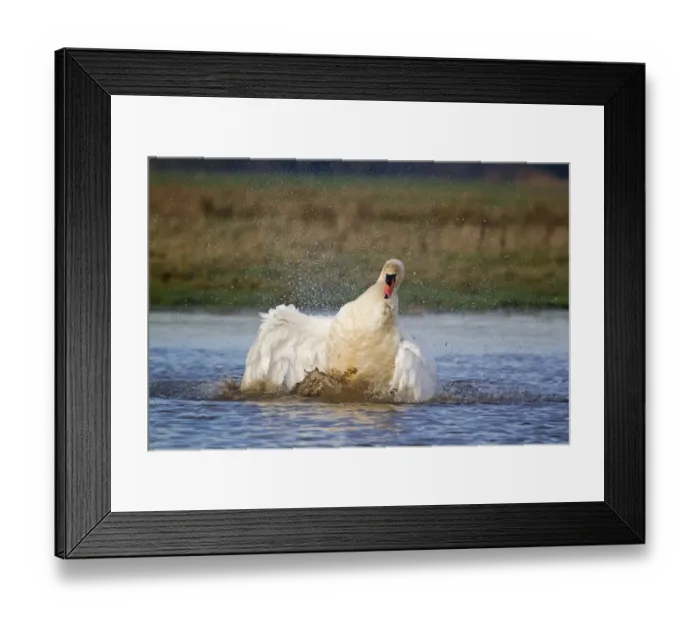 Framed Print : Mute Swan (Cygnus olor) adult male, bathing, Suffolk, England, December Framed Print : Mute Swan (Cygnus olor) adult male, bathing, Suffolk, England, December