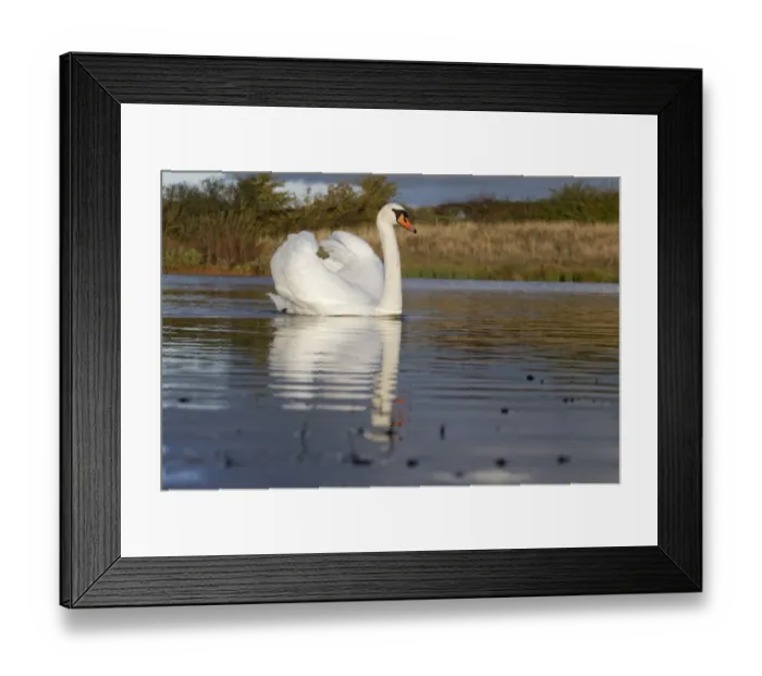 Framed Print : Mute Swan (Cygnus olor) adult, swimming with wings raised in aggressive posture, Warwickshire, England, November Framed Print : Mute Swan (Cygnus olor) adult, swimming with wings raised in aggressive posture, Warwickshire, England, November