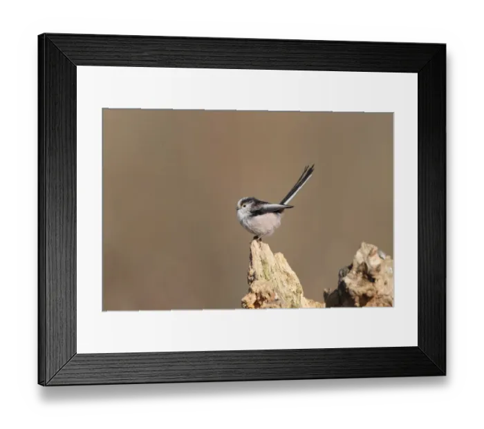 Framed Print : Long-tailed Tit (Aegithalos caudatus) adult, perched on stump, Hadleigh, Suffolk, England, April Framed Print : Long-tailed Tit (Aegithalos caudatus) adult, perched on stump, Hadleigh, Suffolk, England, April