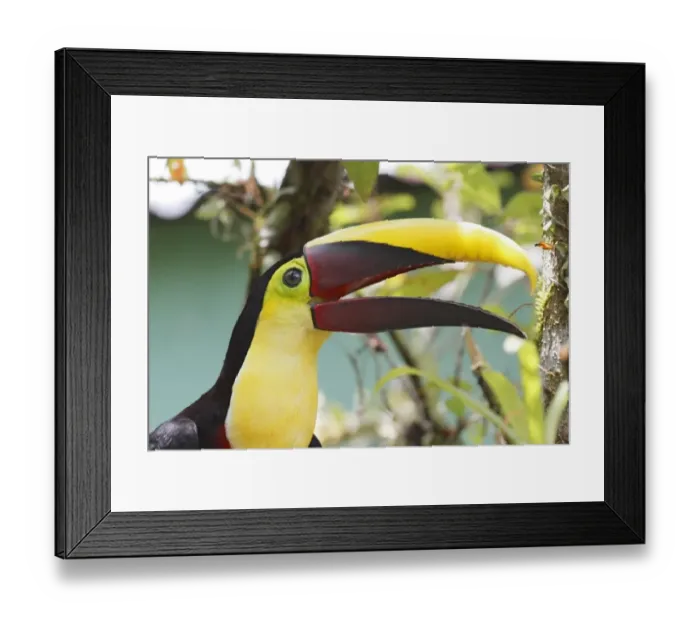 Framed Print : Chestnut-mandibled Toucan (Ramphastos ambiguus swainsonii) adult, close-up of head, with beak open, Costa Rica, April Framed Print : Chestnut-mandibled Toucan (Ramphastos ambiguus swainsonii) adult, close-up of head, with beak open, Costa Rica, April