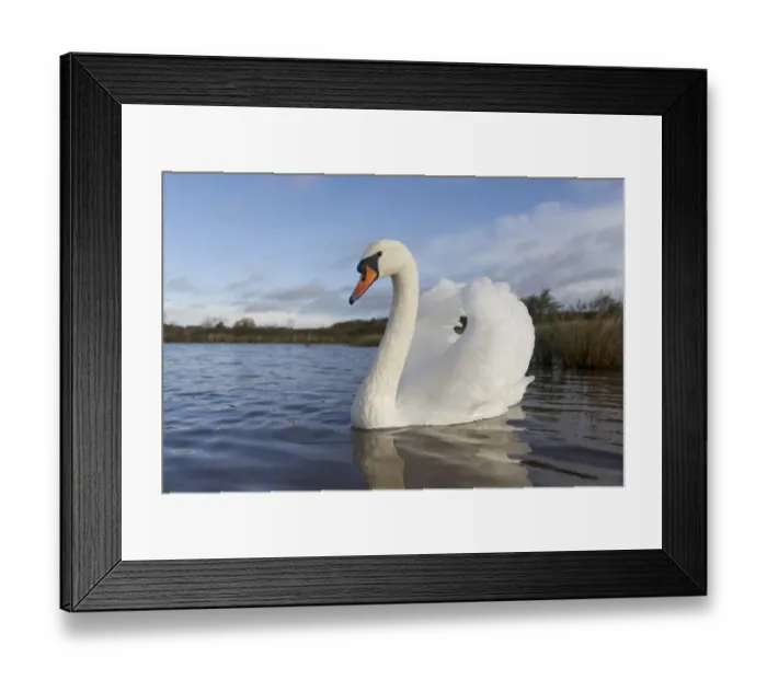 Framed Print : Mute Swan (Cygnus olor) adult, swimming with wings raised in aggressive posture, Warwickshire, England, November Framed Print : Mute Swan (Cygnus olor) adult, swimming with wings raised in aggressive posture, Warwickshire, England, November