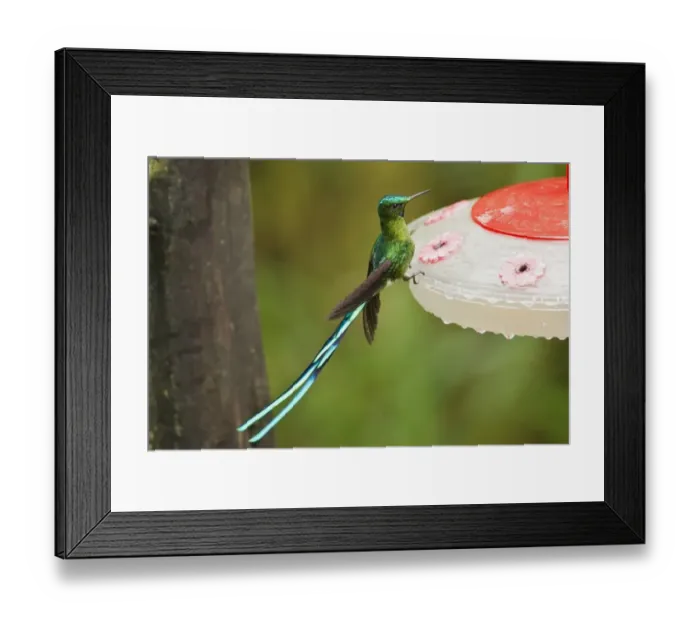 Framed Print : Long-tailed Sylph (Aglaiocercus kingi) adult male, feeding at feeder in montane rainforest, Andes, Ecuador, November Framed Print : Long-tailed Sylph (Aglaiocercus kingi) adult male, feeding at feeder in montane rainforest, Andes, Ecuador, November