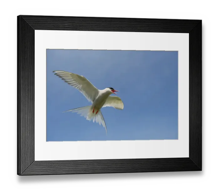Framed Print : Arctic Tern (Sterna paradisea) adult, in flight, mobbing behaviour, Northumberland, England, July