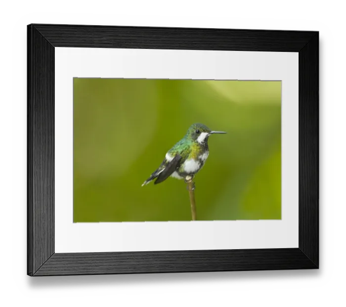 Framed Print : Green Thorntail (Discosura conversii) adult female, perched on twig in montane rainforest, Andes, Ecuador, November Framed Print : Green Thorntail (Discosura conversii) adult female, perched on twig in montane rainforest, Andes, Ecuador, November
