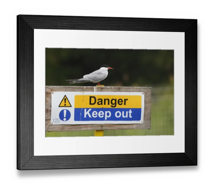 Framed Print : Common Tern (Sterna hirundo) adult, breeding plumage, standing on Danger, Keep Out signpost, Norfolk, England, July Framed Print : Common Tern (Sterna hirundo) adult, breeding plumage, standing on Danger, Keep Out signpost, Norfolk, England, July