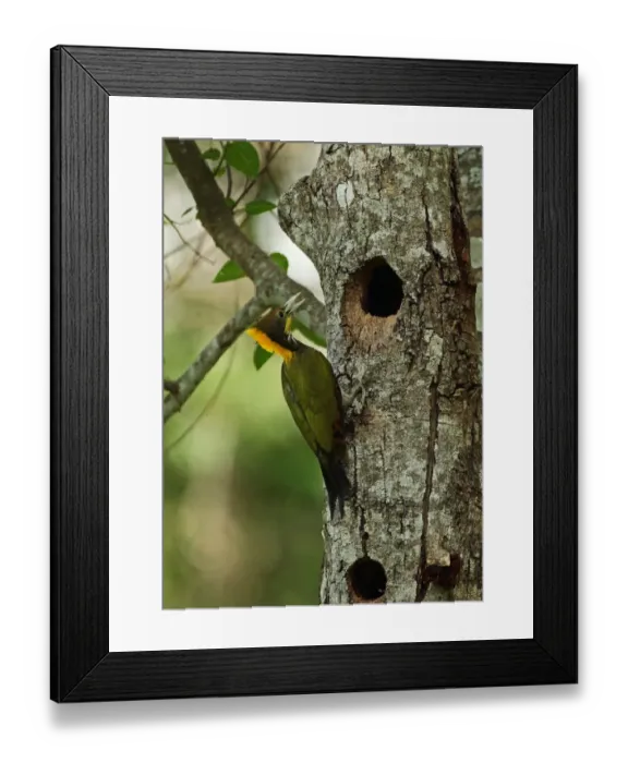 Framed Print : Greater Yellownape (Picus flavinucha lylei) adult male, clinging to tree trunk at nesthole, Kaeng Krachan N. P Framed Print : Greater Yellownape (Picus flavinucha lylei) adult male, clinging to tree trunk at nesthole, Kaeng Krachan N. P