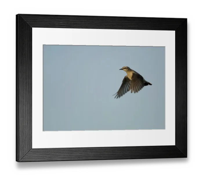 Framed Print : Northern Wheatear (Oenanthe oenanthe) adult female, in flight, Shetland Islands, Scotland, June Framed Print : Northern Wheatear (Oenanthe oenanthe) adult female, in flight, Shetland Islands, Scotland, June