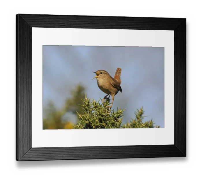Framed Print : Eurasian Wren (Troglodytes troglodytes) adult, singing, perched on gorse bush, Norfolk, England, March Framed Print : Eurasian Wren (Troglodytes troglodytes) adult, singing, perched on gorse bush, Norfolk, England, March