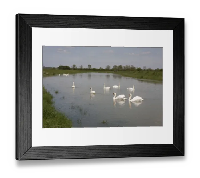Framed Print : Mute Swan (Cygnus olor) adults, group swimming on river, River Adur, Bramber and Upper Beeding, South Downs Framed Print : Mute Swan (Cygnus olor) adults, group swimming on river, River Adur, Bramber and Upper Beeding, South Downs