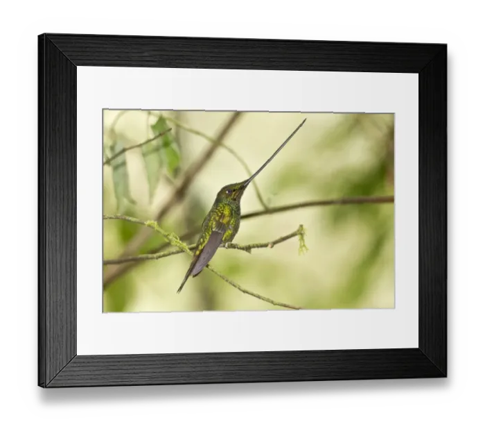 Framed Print : Sword-billed Hummingbird (Ensifera ensifera) adult male, perched on twig in montane rainforest, Guango, Andes, Ecuador Framed Print : Sword-billed Hummingbird (Ensifera ensifera) adult male, perched on twig in montane rainforest, Guango, Andes, Ecuador