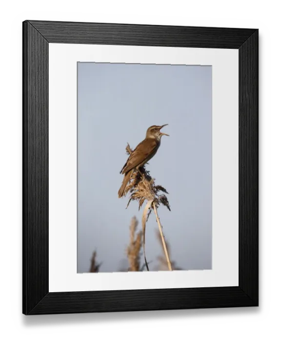Framed Print : Great Reed-warbler (Acrocephalus arundinaceus) adult, singing, perched on reed, Bulgaria, May