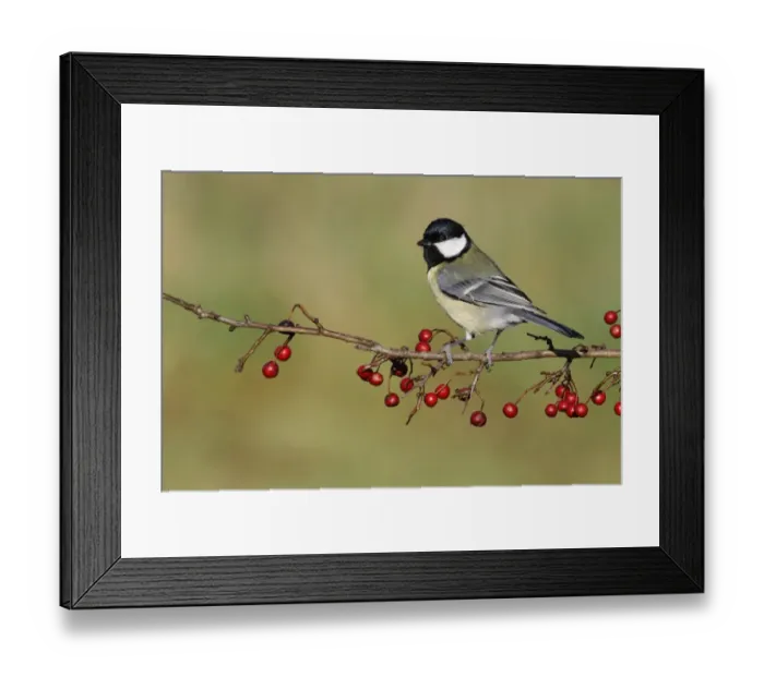 Framed Print : Great Tit (Parus major) adult, perched on hawthorn twig with ripe berries, Leicestershire, England, January Framed Print : Great Tit (Parus major) adult, perched on hawthorn twig with ripe berries, Leicestershire, England, January