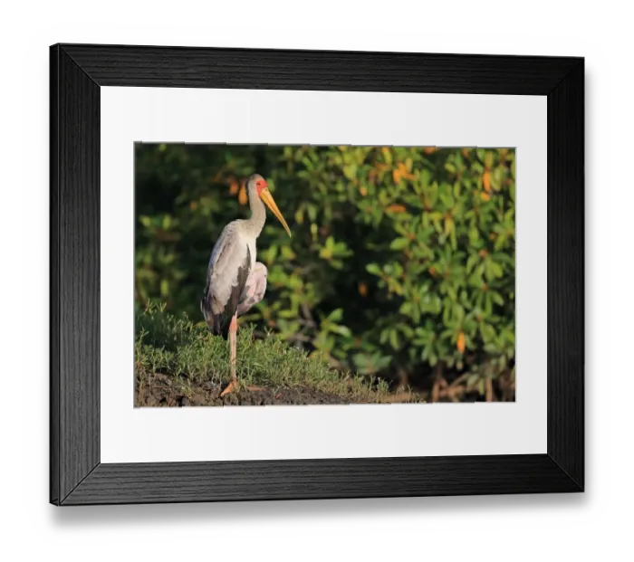 Framed Print : Yellow-billed Stork (Mycteria ibis) immature, standing on riverbank, Gambia, January Framed Print : Yellow-billed Stork (Mycteria ibis) immature, standing on riverbank, Gambia, January