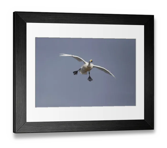 Framed Print : Lesser Kestrel (Falco naumanni) adult male, in flight, transferring Centipede (Scolopendra sp) Framed Print : Lesser Kestrel (Falco naumanni) adult male, in flight, transferring Centipede (Scolopendra sp)