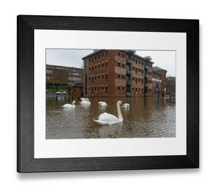 Framed Print : Mute Swan (Cygnus olor) flock, swimming in streets flooded by river, River Severn, Worcester, Worcestershire, England