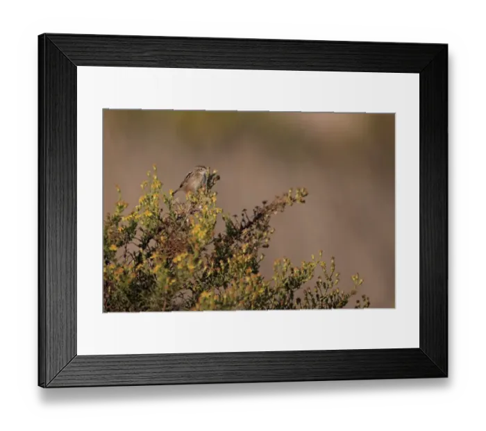Framed Print : Zitting Cisticola (Cisticola juncidis) adult, perched on bush, Portugal, October Framed Print : Zitting Cisticola (Cisticola juncidis) adult, perched on bush, Portugal, October