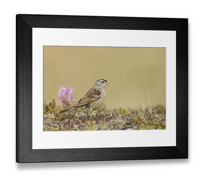 Framed Print : White-crowned Sparrow (Zonotrichia leucophrys) adult, standing on tundra, near Barrow, Alaska, U. S. A. June Framed Print : White-crowned Sparrow (Zonotrichia leucophrys) adult, standing on tundra, near Barrow, Alaska, U. S. A. June