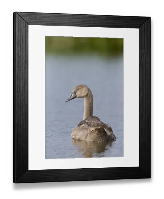Framed Print : Mute Swan (Cygnus olor) cygnet, swimming, Suffolk, England, August Framed Print : Mute Swan (Cygnus olor) cygnet, swimming, Suffolk, England, August