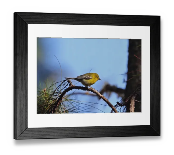 Framed Print : Pine Warbler (Dendroica pinus chrysoleuca) adult, perched on pine twig, Bahoruco Mountains N. P Framed Print : Pine Warbler (Dendroica pinus chrysoleuca) adult, perched on pine twig, Bahoruco Mountains N. P