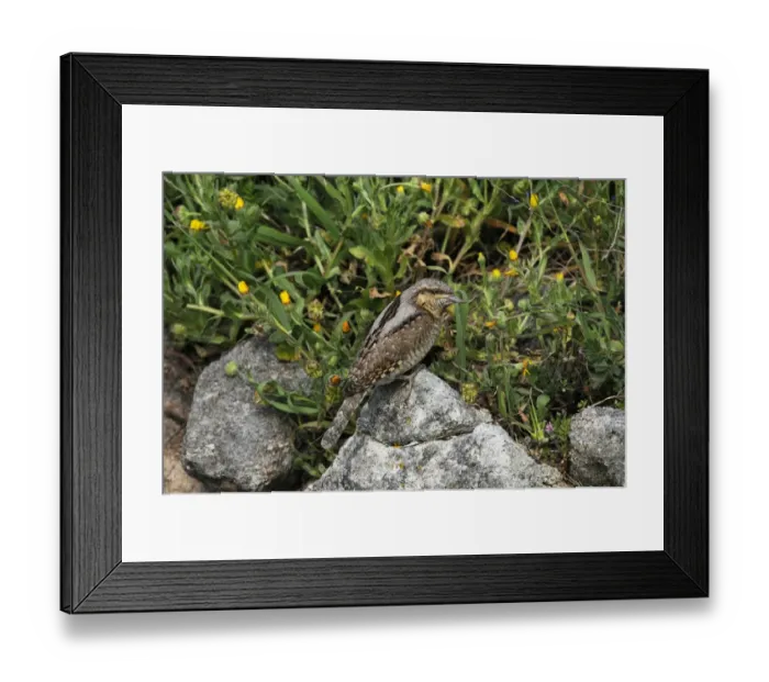 Framed Print : Eurasian Wryneck (Jynx torquilla) adult, foraging for ants amongst rocks, Lemnos, Greece, April Framed Print : Eurasian Wryneck (Jynx torquilla) adult, foraging for ants amongst rocks, Lemnos, Greece, April