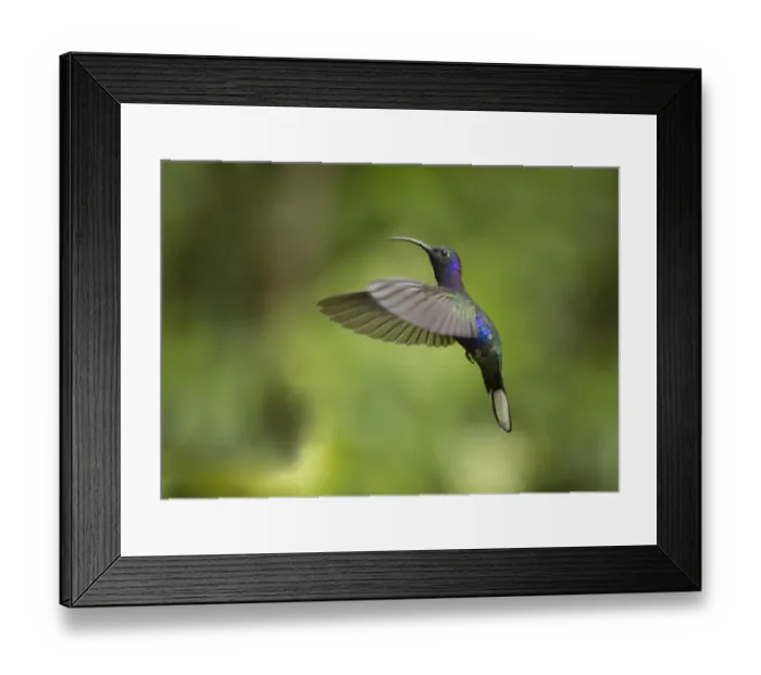 Framed Print : Violet Sabrewing (Campylopterus hemileucurus) adult male, in flight, Costa Rica, March Framed Print : Violet Sabrewing (Campylopterus hemileucurus) adult male, in flight, Costa Rica, March