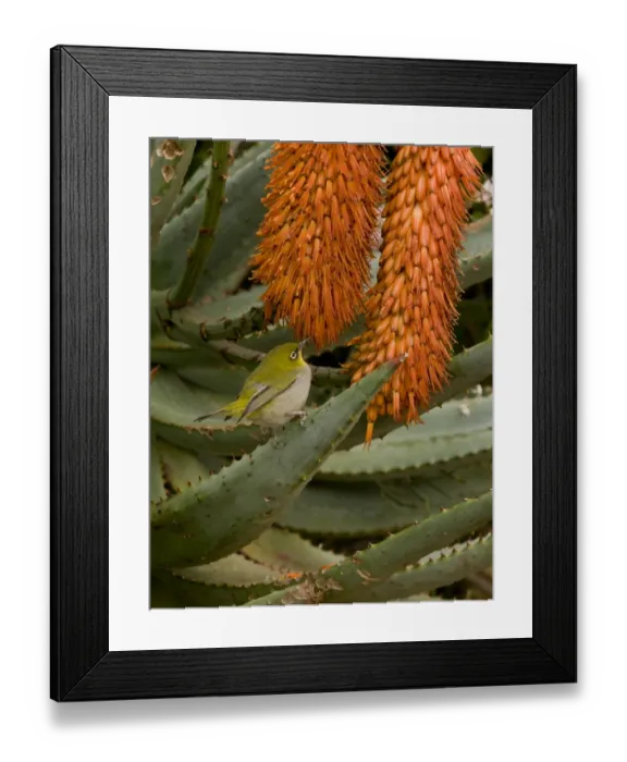Framed Print : Cape White-eye (Zosterops pallidus capensis) adult, feeding on Cape Aloe (Aloe ferox) flowers, Cape Town Framed Print : Cape White-eye (Zosterops pallidus capensis) adult, feeding on Cape Aloe (Aloe ferox) flowers, Cape Town
