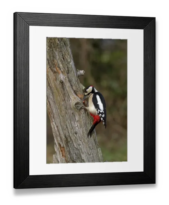 Framed Print : Great Spotted Woodpecker (Dendrocopos major) adult male, feeding, cracking open wedged hazel nut in dead tree trunk Framed Print : Great Spotted Woodpecker (Dendrocopos major) adult male, feeding, cracking open wedged hazel nut in dead tree trunk