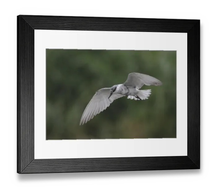 Framed Print : Whiskered Tern (Chlidonias hybrida) adult, moulting out of breeding plumage, in flight, Hong Kong, China, September Framed Print : Whiskered Tern (Chlidonias hybrida) adult, moulting out of breeding plumage, in flight, Hong Kong, China, September