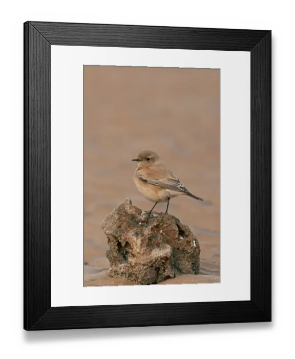 Framed Print : Desert Wheatear (Oenanthe deserti) adult female, standing on rock on beach, Lincolnshire, England, November Framed Print : Desert Wheatear (Oenanthe deserti) adult female, standing on rock on beach, Lincolnshire, England, November