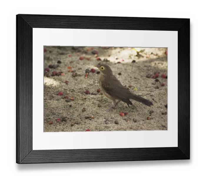 Framed Print : Spectacled Thrush (Turdus nudigenis) immature, standing on sand amongst fallen fruit, Tobago, Trinidad and Tobago Framed Print : Spectacled Thrush (Turdus nudigenis) immature, standing on sand amongst fallen fruit, Tobago, Trinidad and Tobago