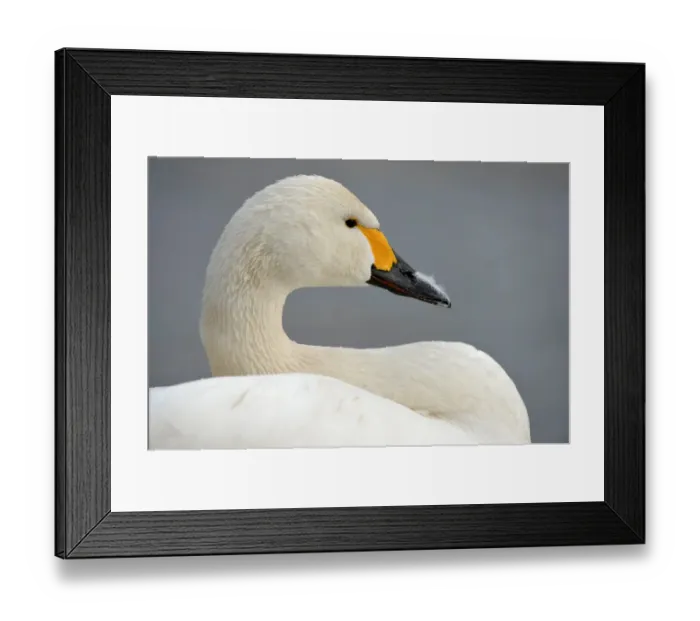 Framed Print : Bewicks Swan (Cygnus bewickii) adult, close-up of head and neck, Slimbridge, Gloucestershire, England, February