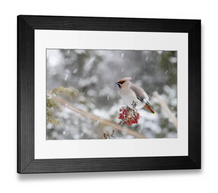 Framed Print : Bohemian Waxwing (Bombycilla garrulus) adult male, feeding on berries during snowfall, Abernethy Forest, Strathspey