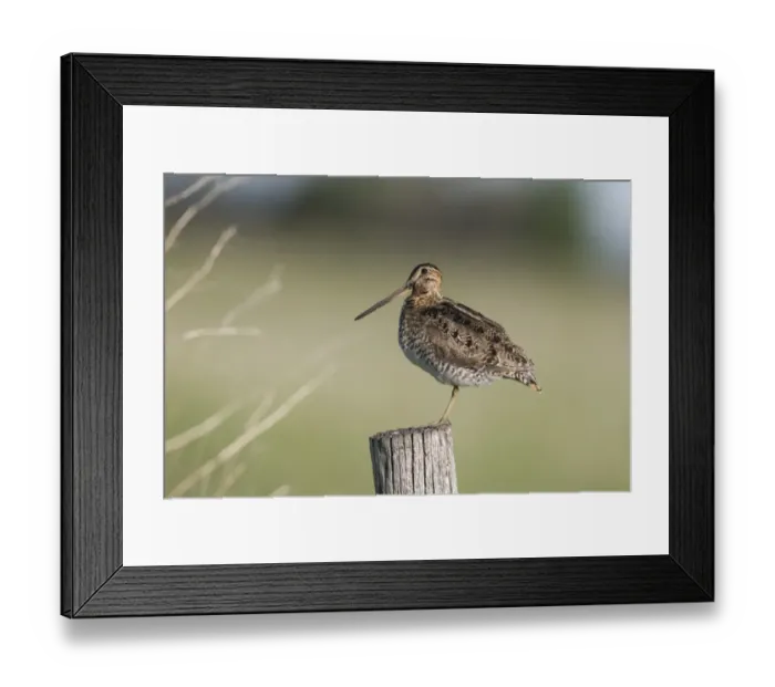 Framed Print : Wilsons Snipe (Gallinago delicata) adult, standing on post, North Dakota, U. S. A. June Framed Print : Wilsons Snipe (Gallinago delicata) adult, standing on post, North Dakota, U. S. A. June
