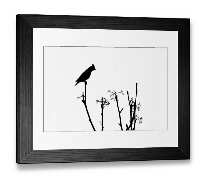 Framed Print : Bohemian Waxwing (Bombycilla garrulus) adult, silhouetted on bare Rowan (Sorbus aucuparia) twig, Holt, Norfolk Framed Print : Bohemian Waxwing (Bombycilla garrulus) adult, silhouetted on bare Rowan (Sorbus aucuparia) twig, Holt, Norfolk